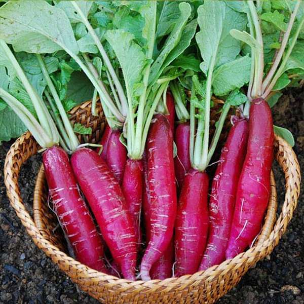 Radish Long Red Vegetable Seeds